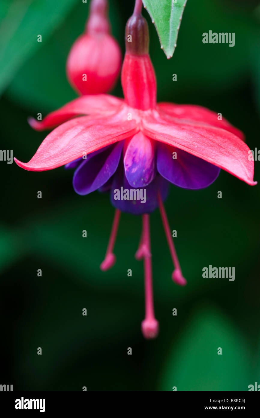 Fuchsia 'Dollar Princess' Banque D'Images