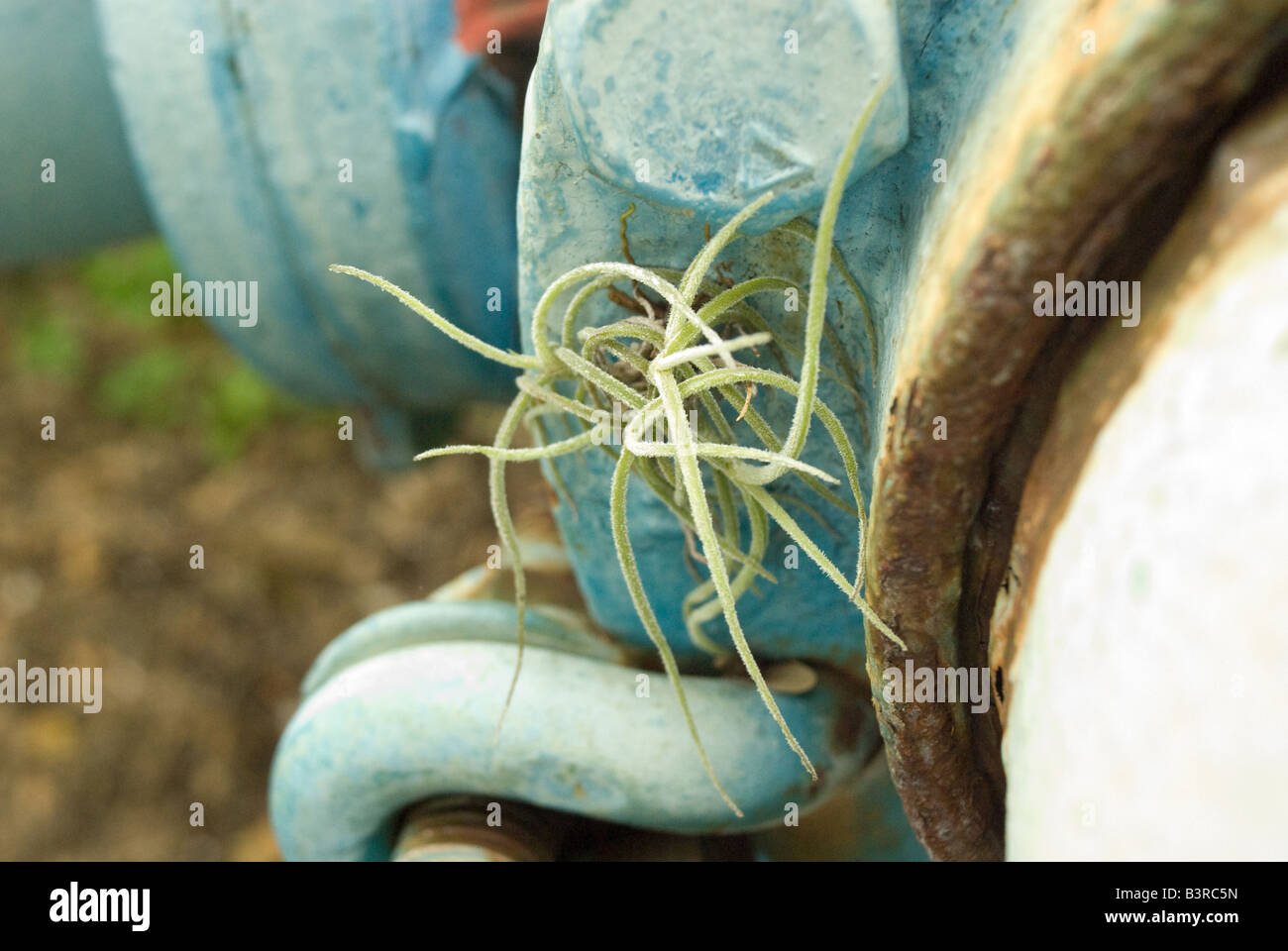 Un morceau de mousse espagnole pousse sur un vieux tuyau d'eau Banque D'Images