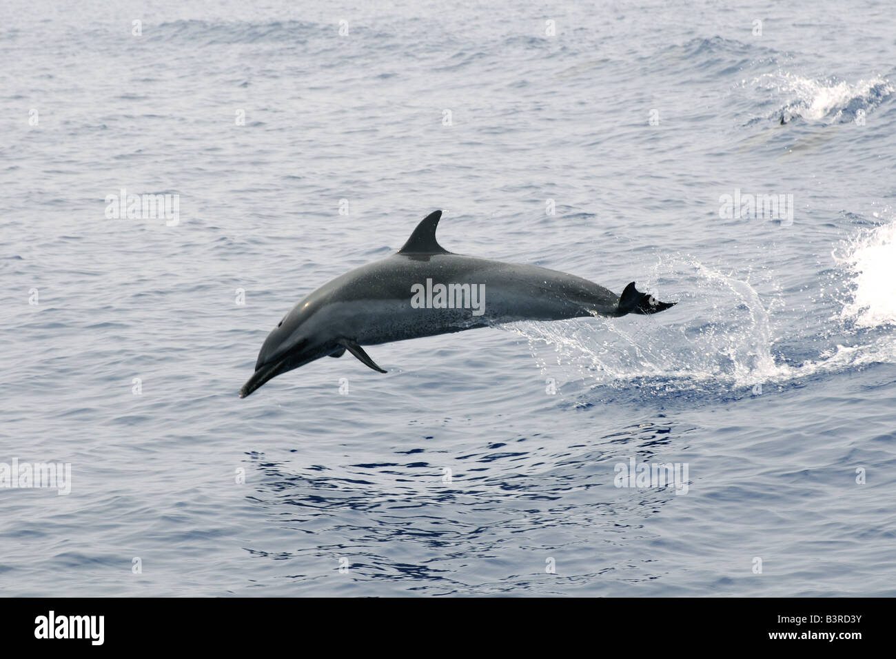 Dauphin tacheté Pantropical Stenella attenuata sautant Kailua Kona Hawaii Banque D'Images