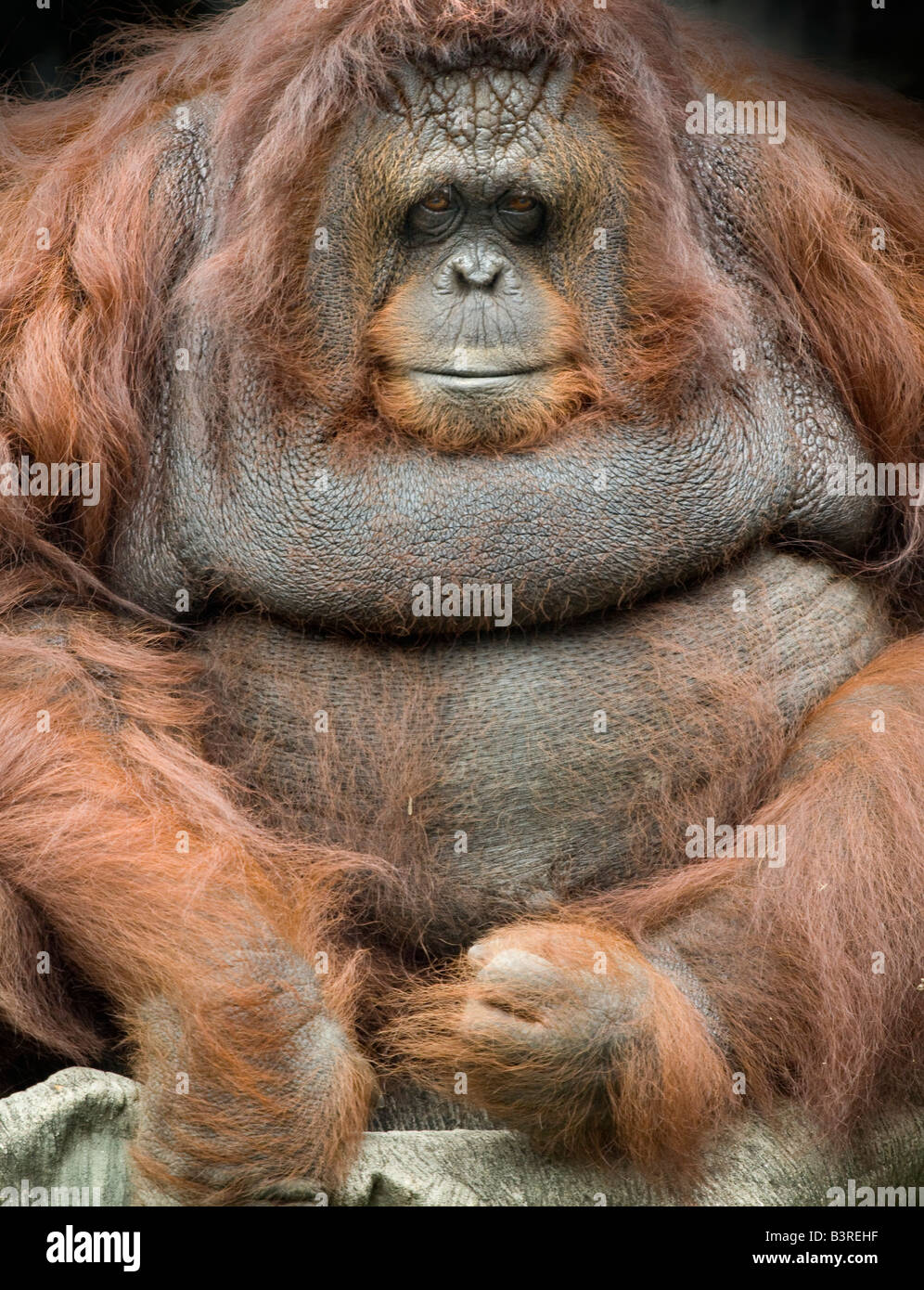 L'orang-outan mâle à bride Banque D'Images