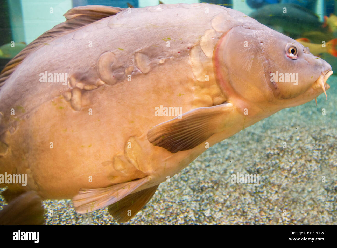 Close up side shot photographie couleur de une grande carpe miroir (0012 Banque D'Images