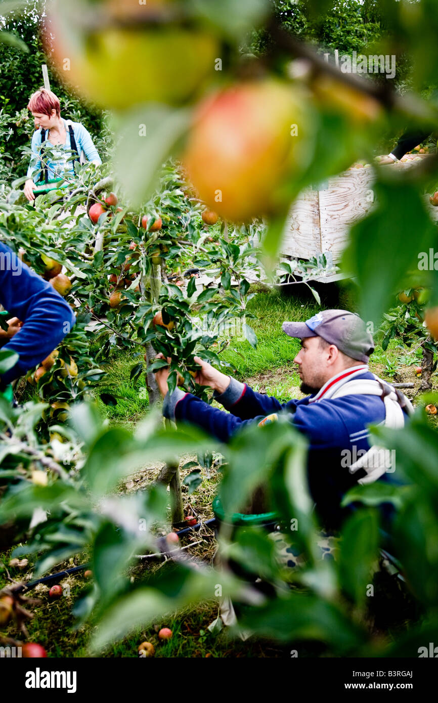 Les travailleurs migrants, qui sont souvent des étudiants en agriculture, l'Europe de l'Est, apporter dans la récolte des pommes dans le Kent Banque D'Images