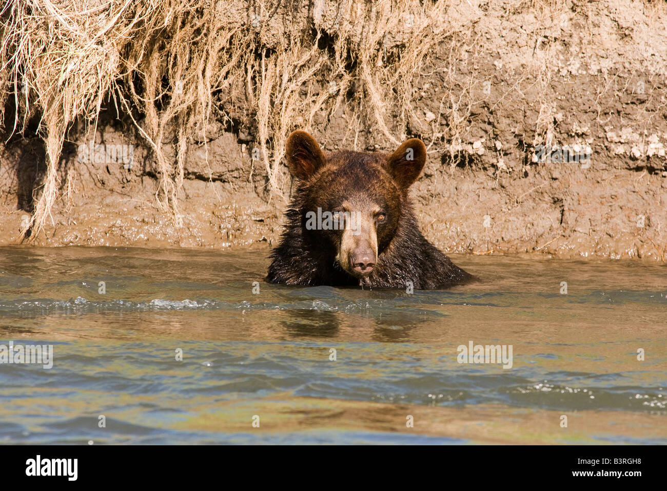 L'ours noir la natation dans un ruisseau Banque D'Images