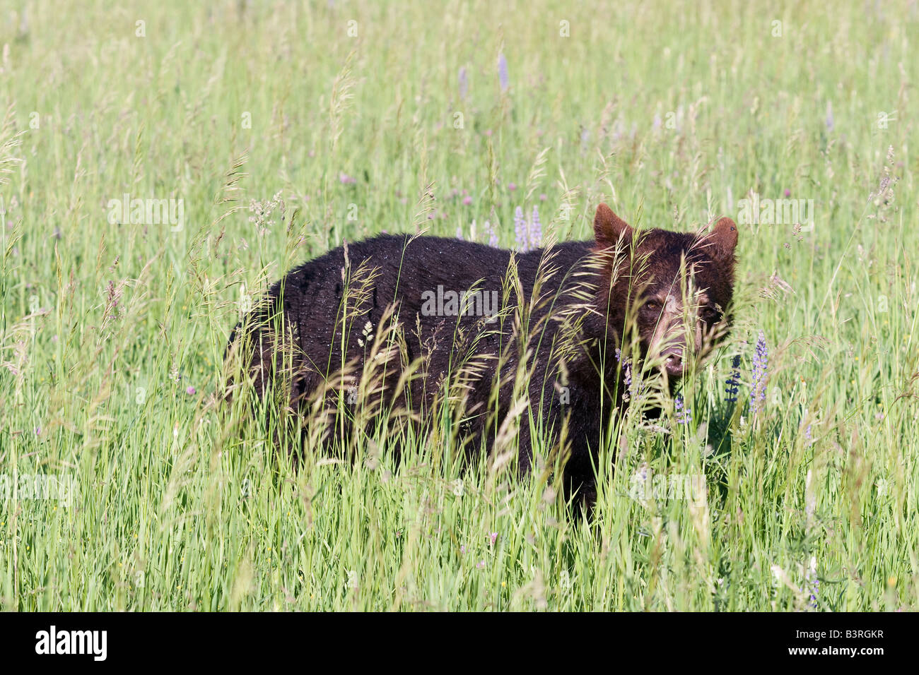 Ours noir dans une prairie de montagne Banque D'Images