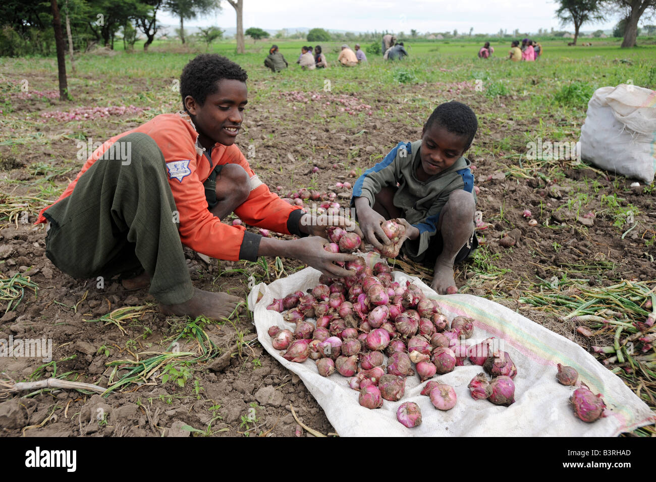 Les ouvriers agricoles agriculteur récolte s Sushreta oinion Sunir récolte dans le sud de l'Éthiopie des Woreda Mareko Banque D'Images