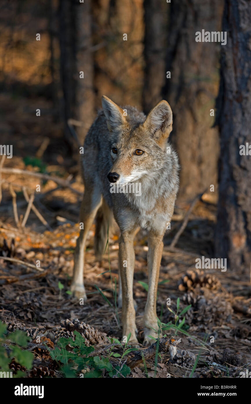 Le Coyote (Canis latrans) Le Parc National du Grand Canyon - Arizona - USA Banque D'Images