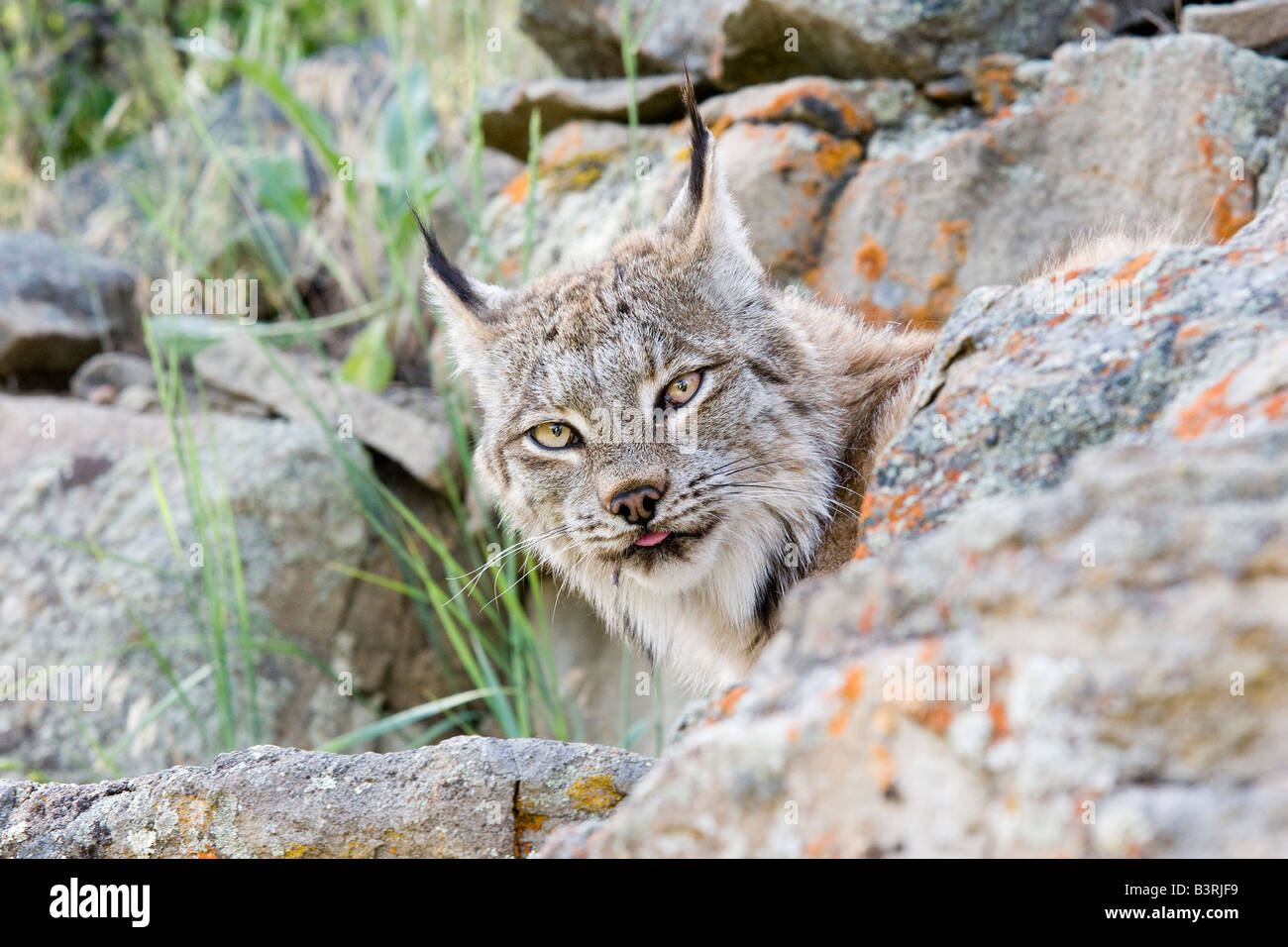 Les Lynx sur une barre rocheuse. Banque D'Images