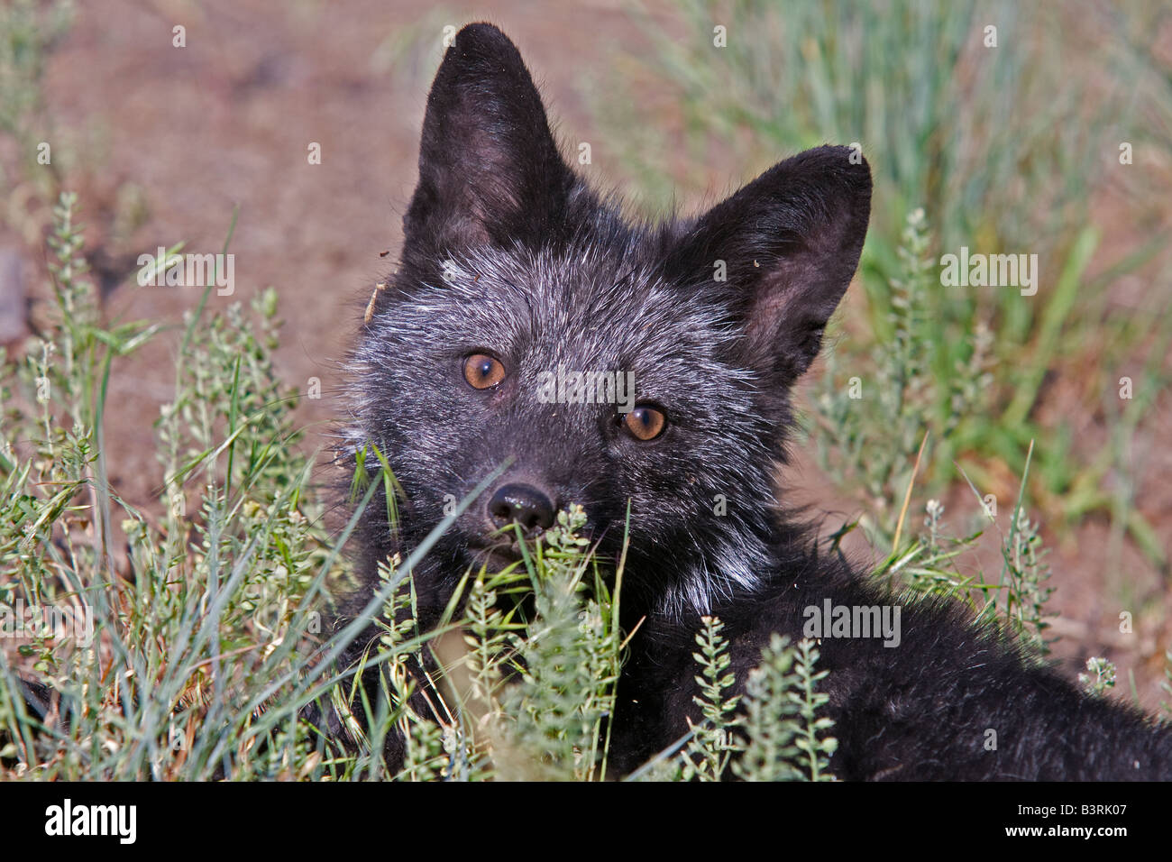 Kit Cross fox dans une prairie de montagne. Banque D'Images