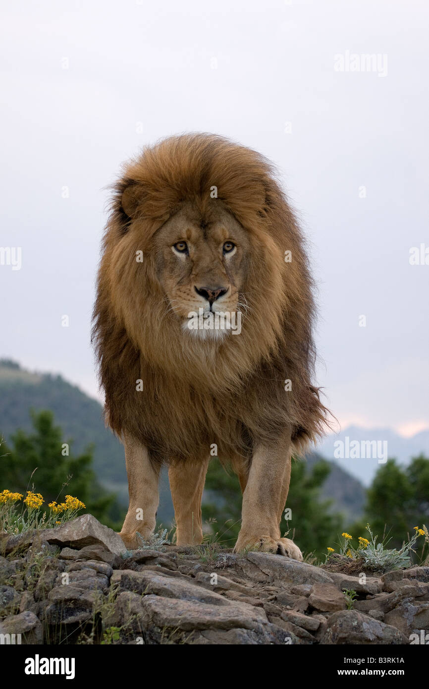 L'African Lion sur une barre rocheuse Banque D'Images