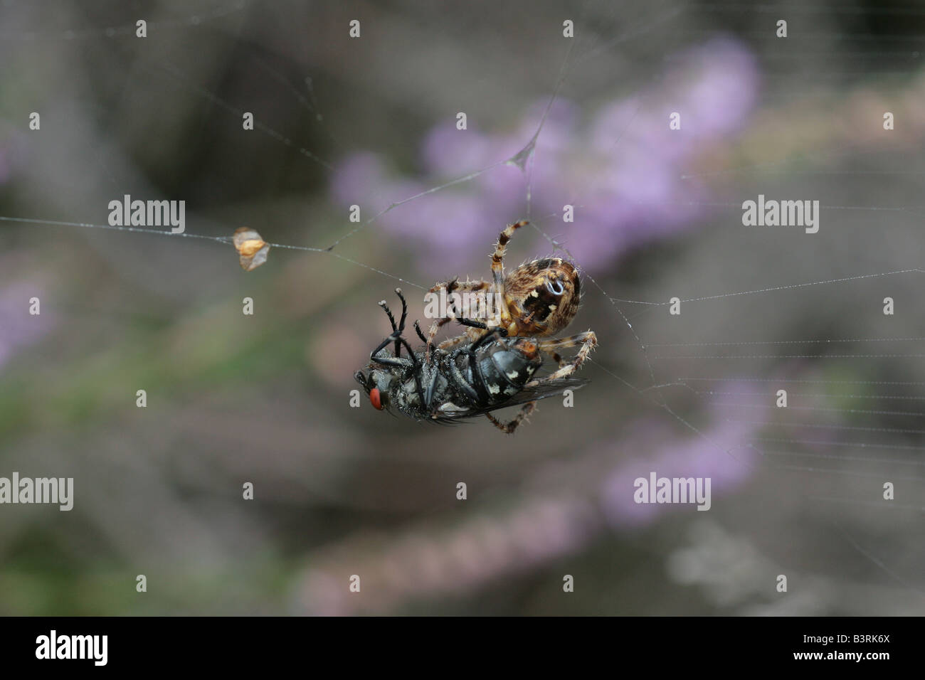 Jardin araignée Araneus diadematus manger une mouche Photo Stock Alamy