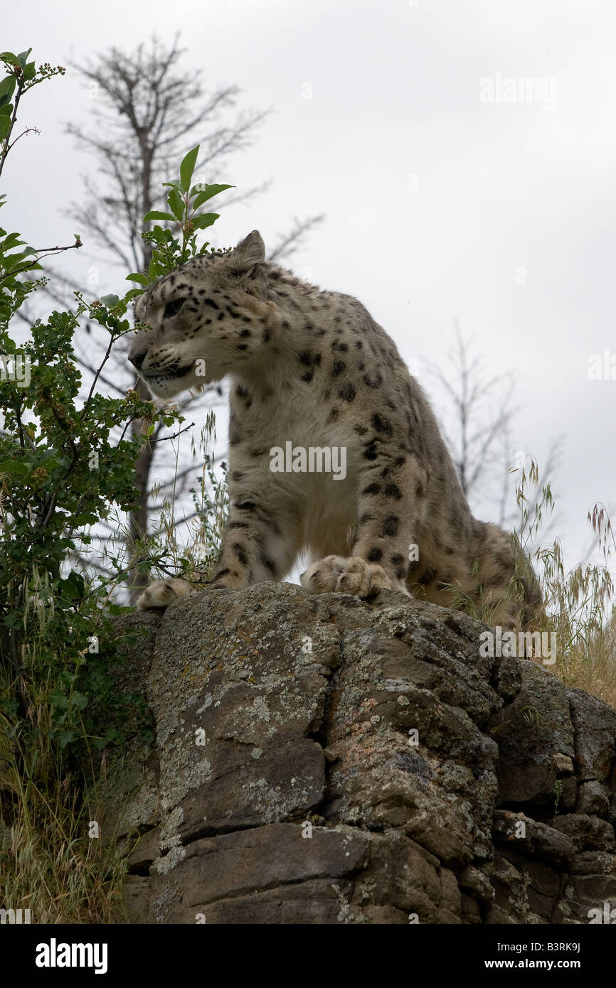 Snow Leopard sur une barre rocheuse. Banque D'Images