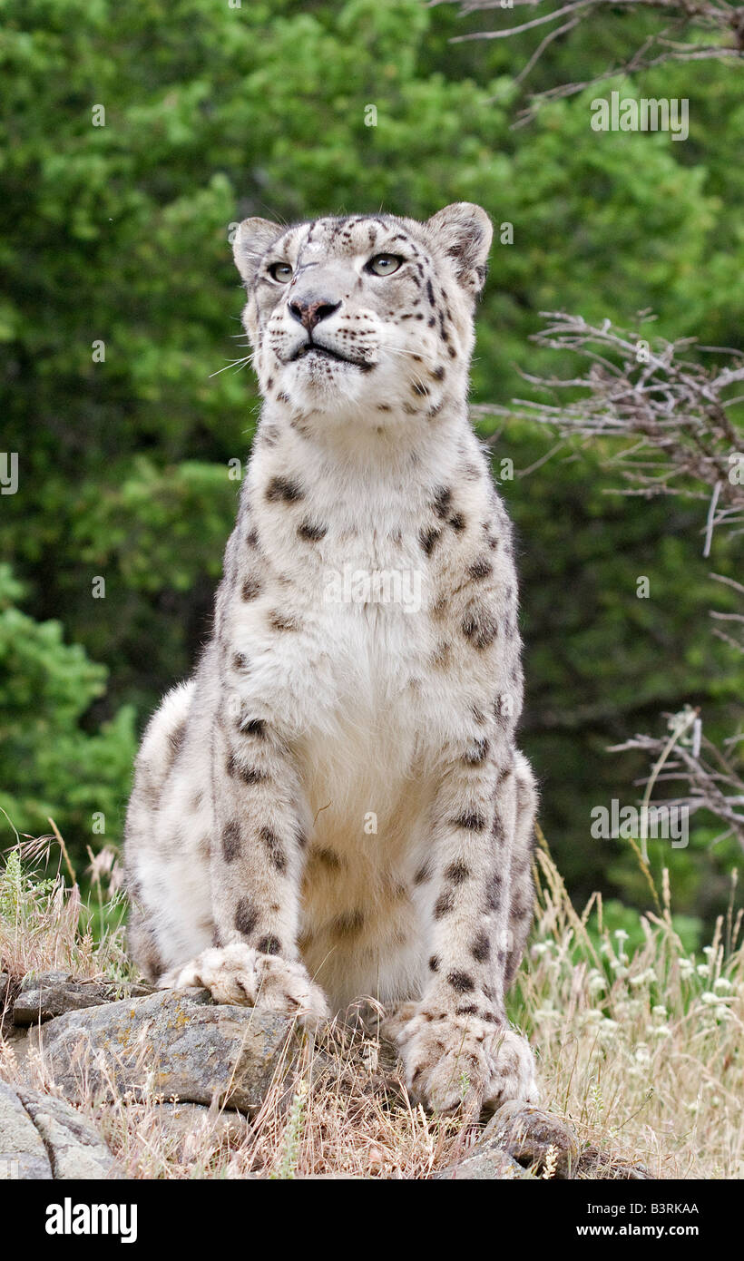 Snow Leopard sur une barre rocheuse. Banque D'Images