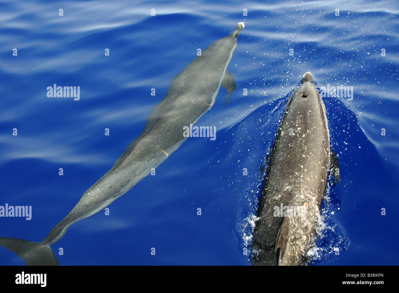 Dauphin tacheté Pantropical Stenella attenuata bow équitation près de la surface Kailua Kona Hawaii Banque D'Images