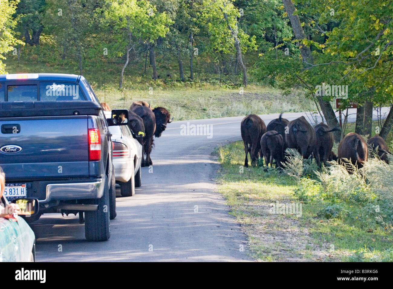 Confiture de Bison Bison bison bison américain Banque D'Images
