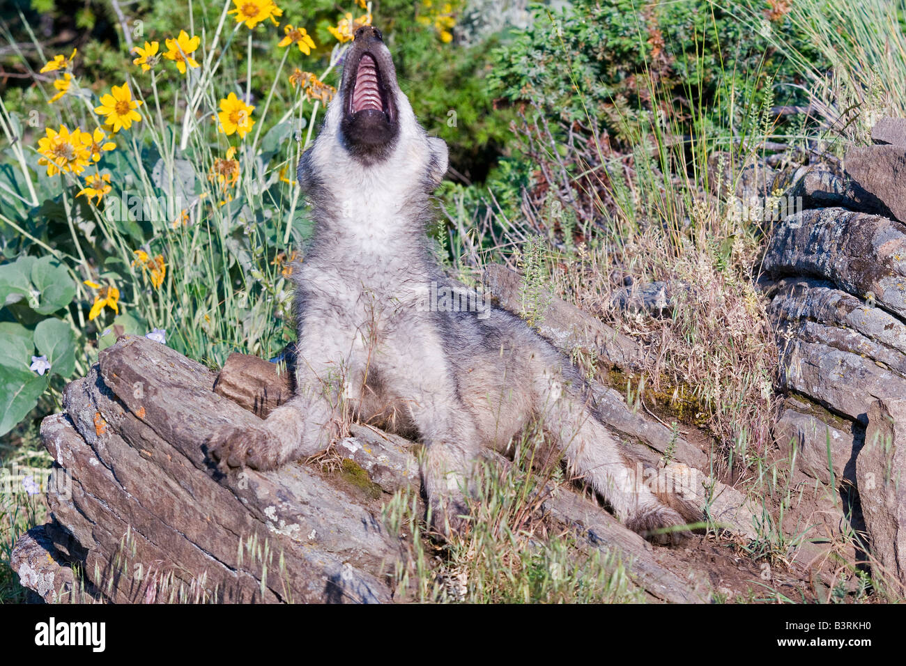 Grey Wolf pup hurle sur une barre rocheuse Banque D'Images