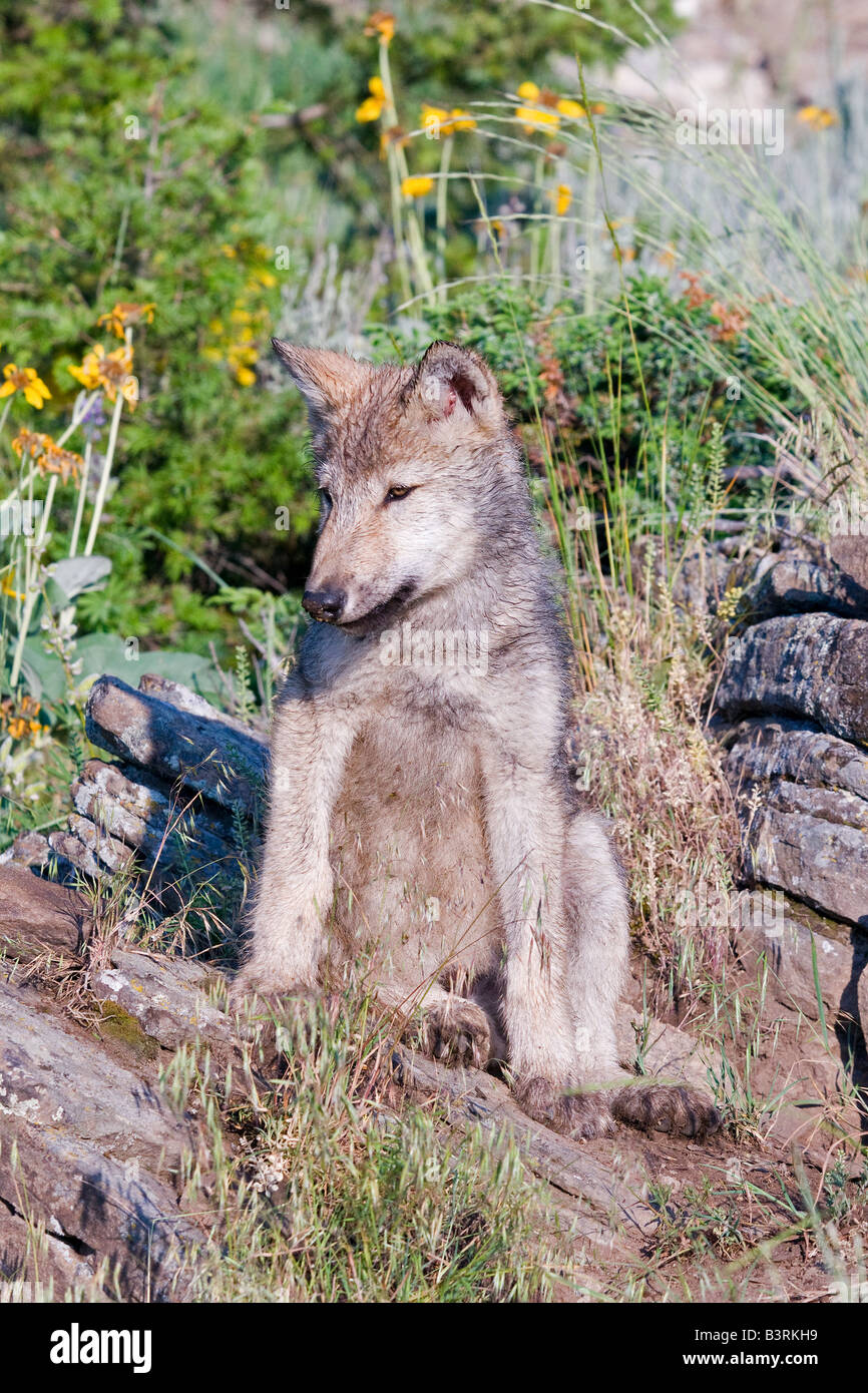 Grey Wolf pup sur une barre rocheuse Banque D'Images
