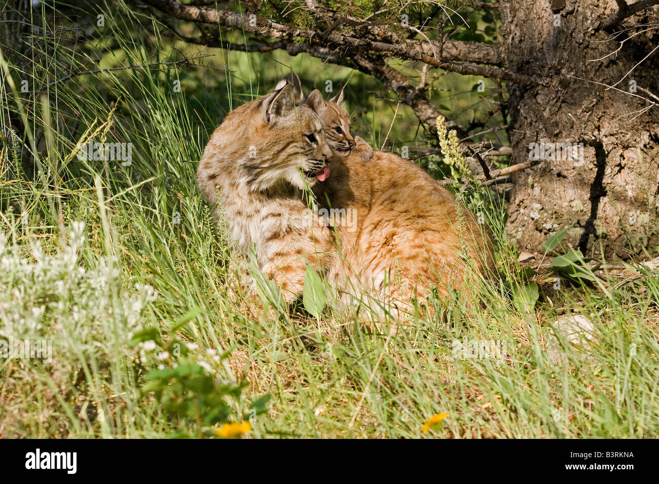 Bobcat chaton avec sa mère. Banque D'Images