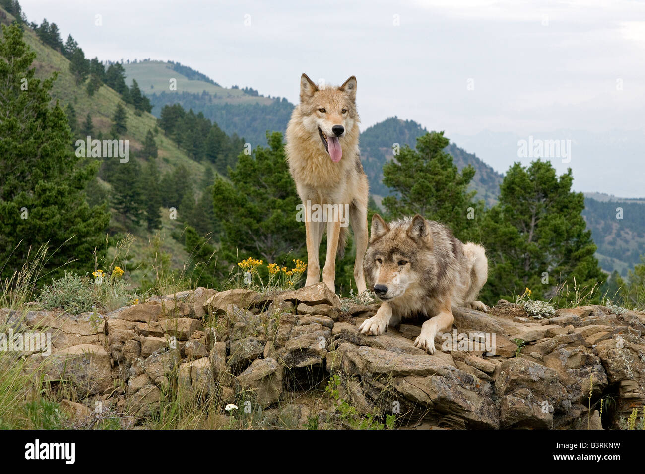 Le loup gris sur une barre rocheuse dans les montagnes du Montana Banque D'Images
