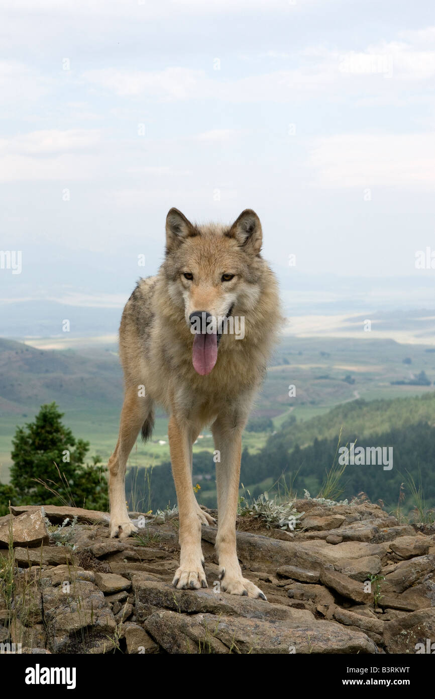 Loup gris sur une barre rocheuse dans les montagnes du Montana Banque D'Images