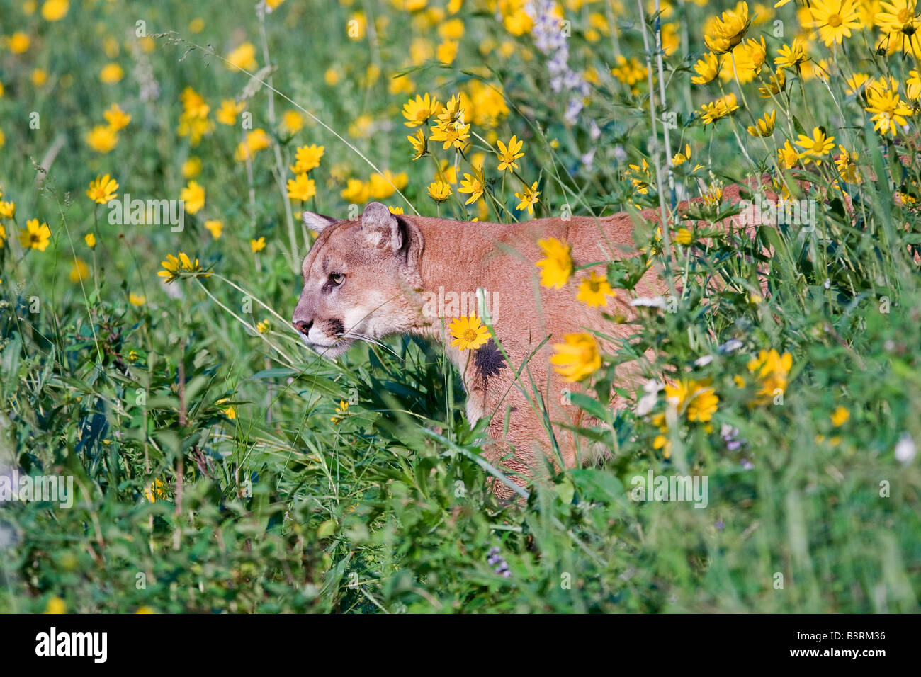 Dans Cougar Mountain prairie de fleurs sauvages. Banque D'Images