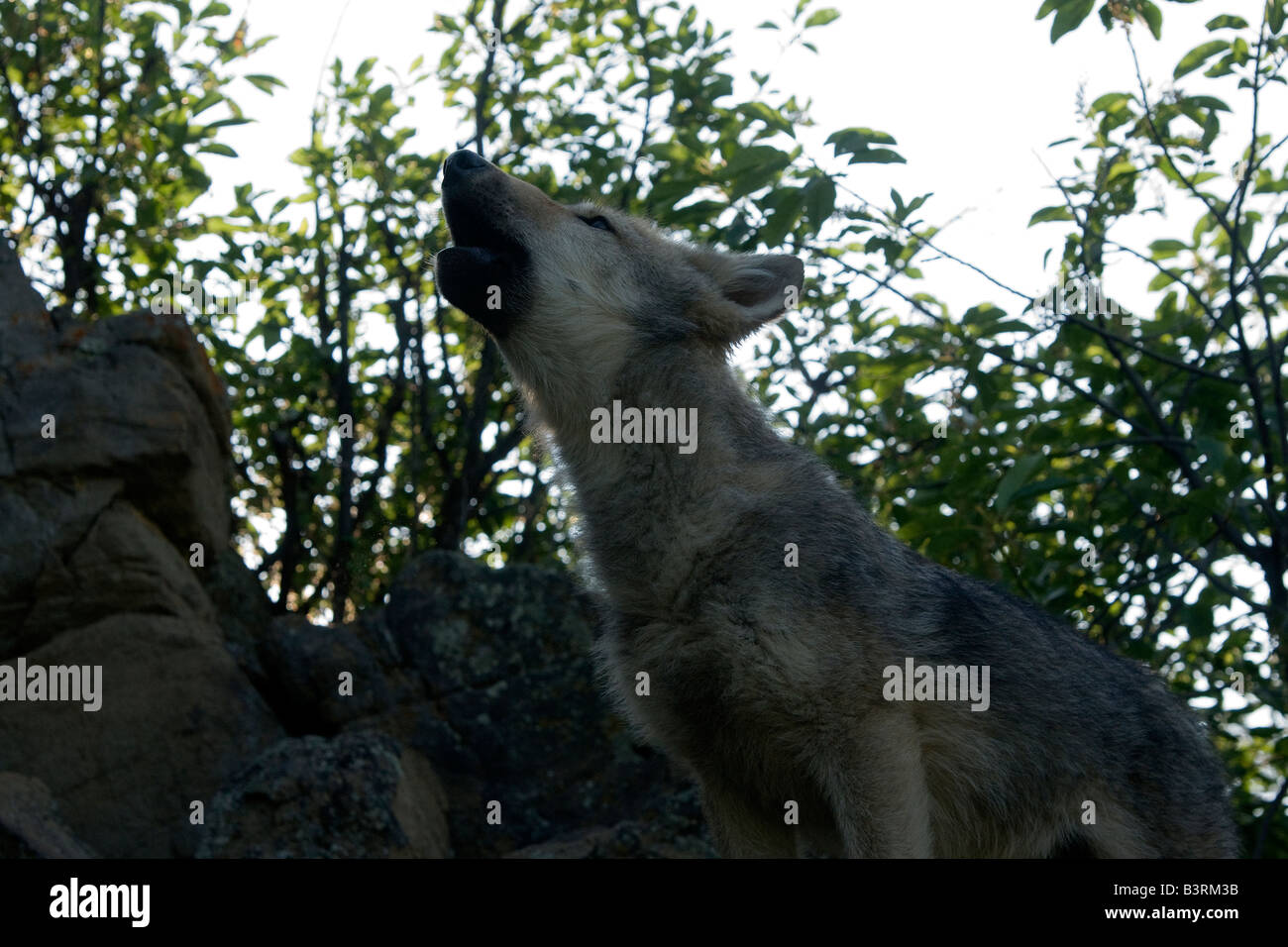 Wolf pup sur une barre rocheuse. Banque D'Images