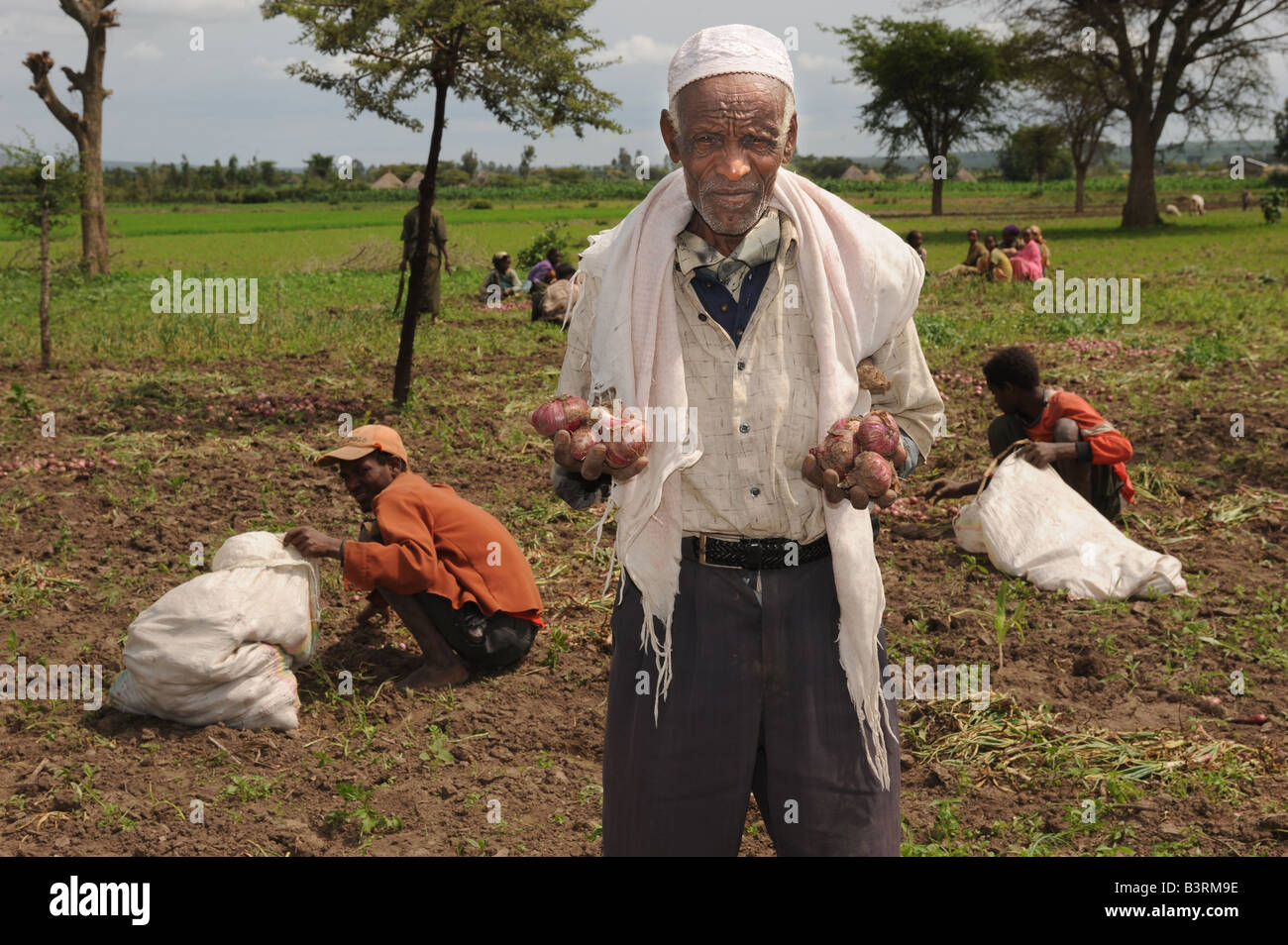 Sunir avec son Sushreta agriculteur oinion récolte dans le sud de l'Éthiopie des Woreda Mareko Banque D'Images