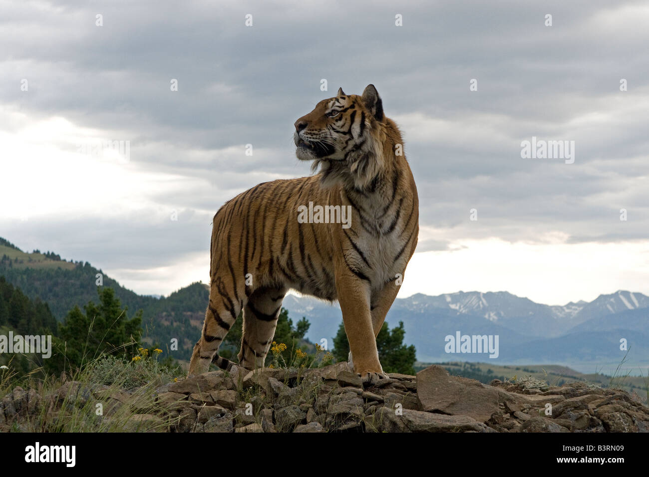 Tigre de Sibérie sur une barre rocheuse. Banque D'Images
