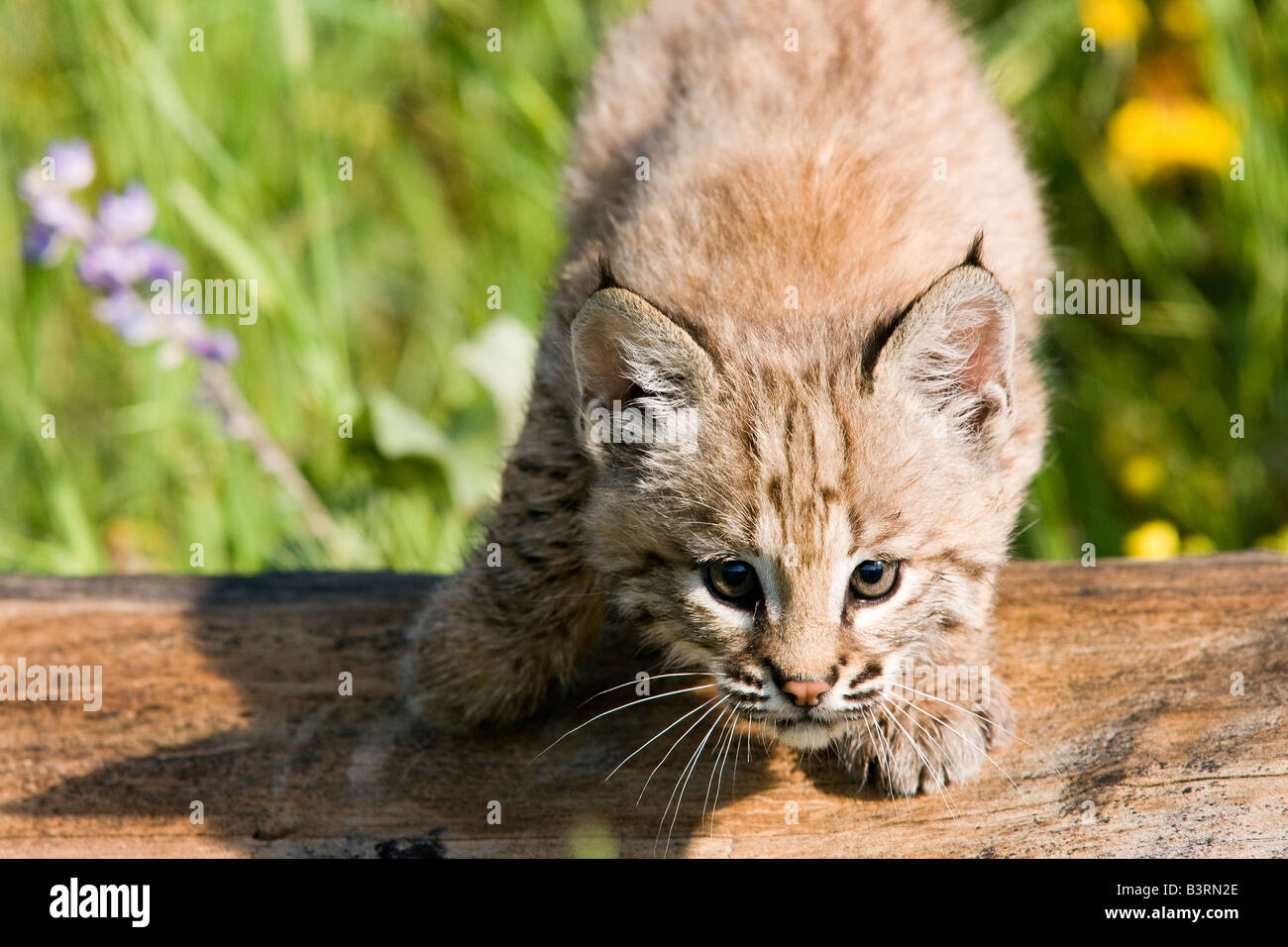 Chaton Bobcat dans une prairie de montagne. Banque D'Images