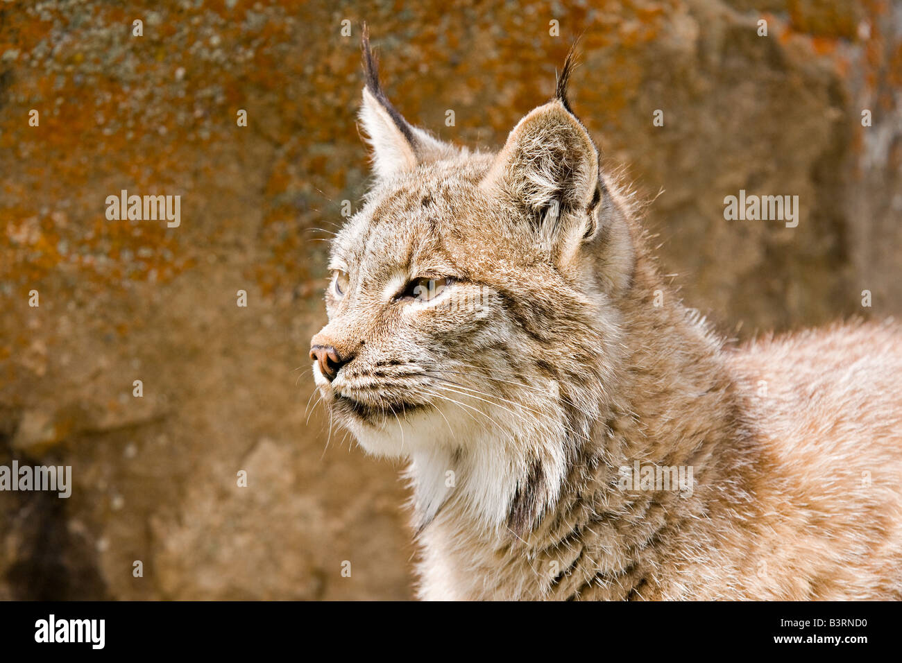 Les Lynx sur une barre rocheuse. Banque D'Images