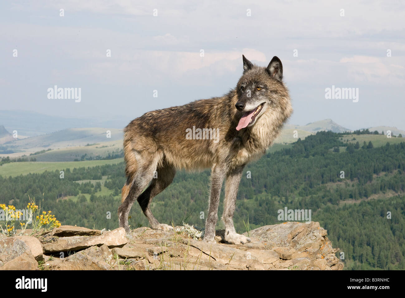 Loup gris sur une barre rocheuse dans les montagnes du Montana Banque D'Images