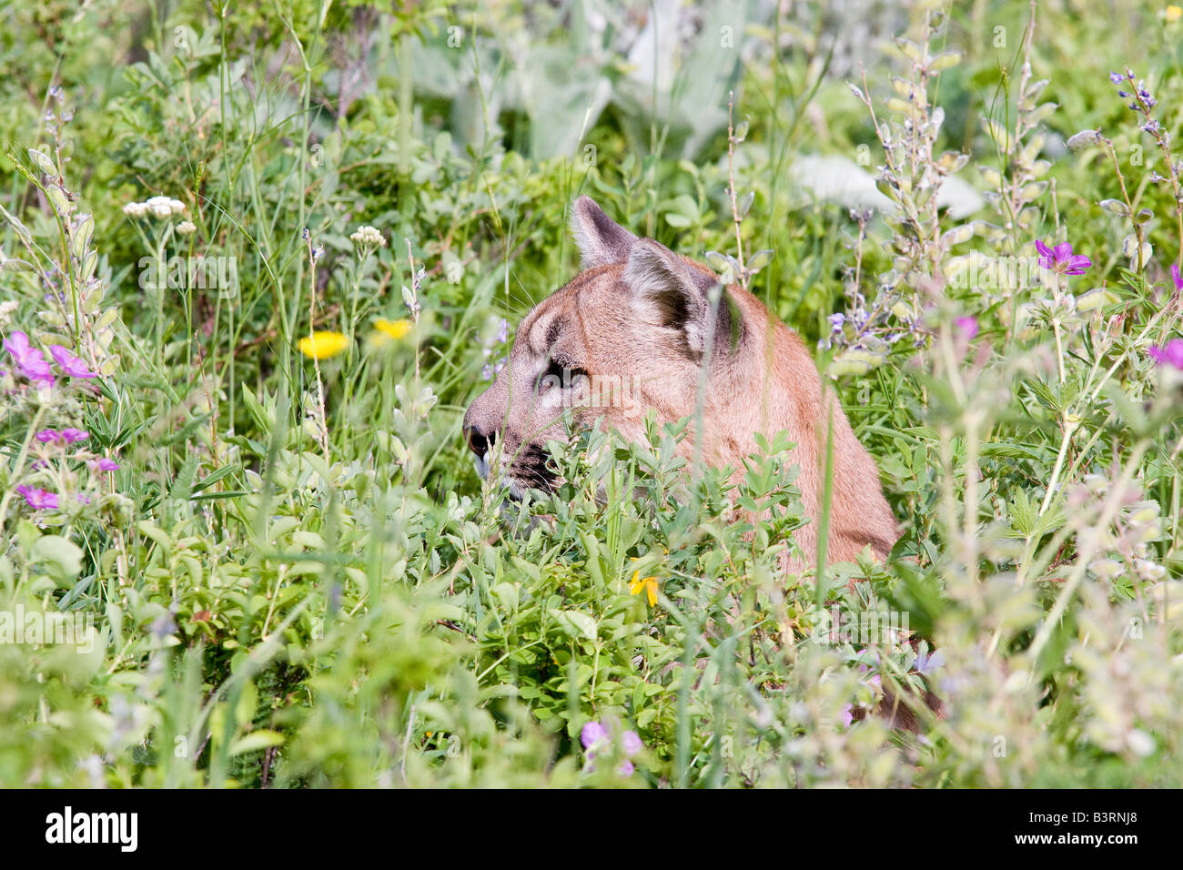 Dans Cougar Mountain prairie de fleurs sauvages. Banque D'Images