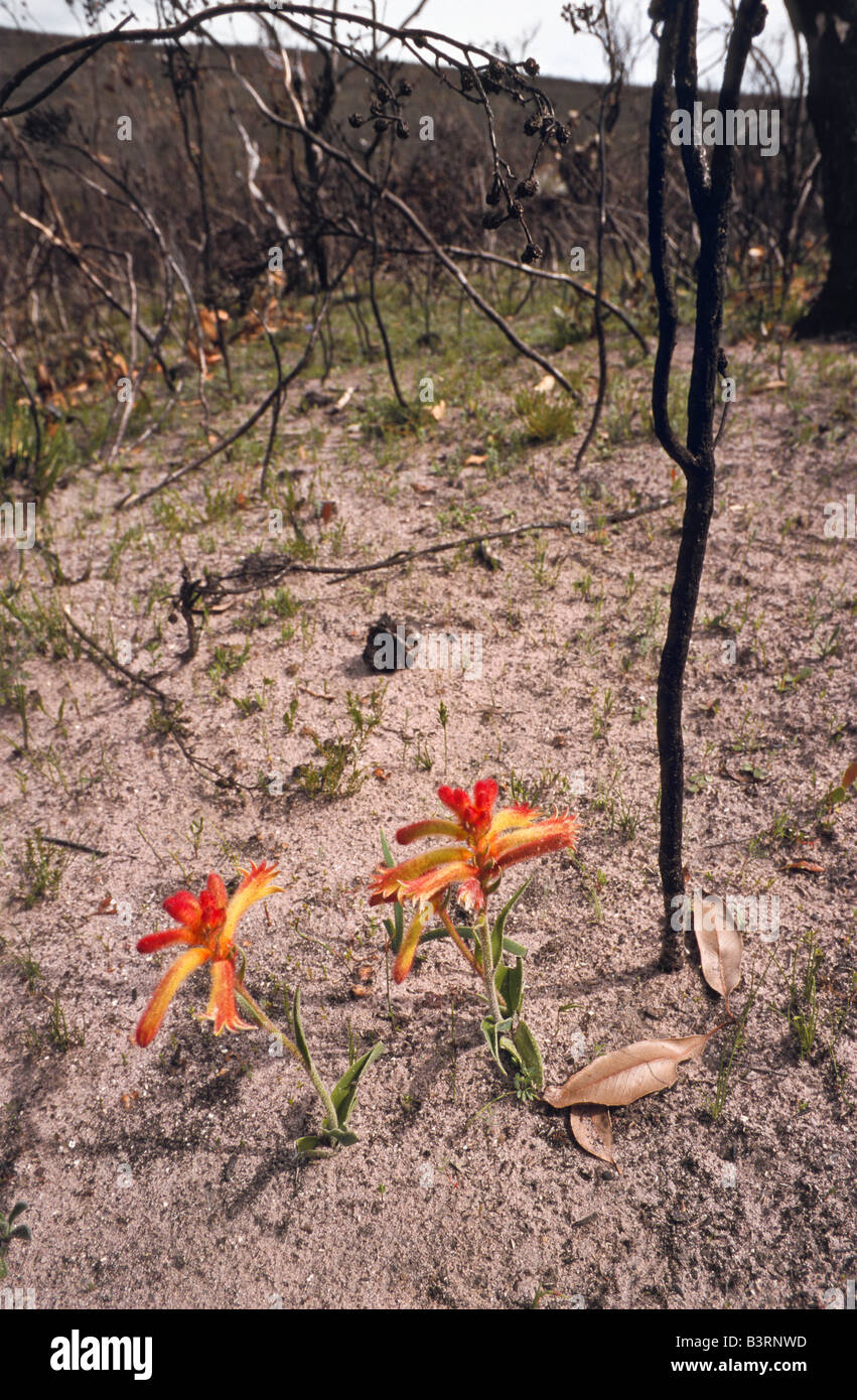 La repousse de brousse, l'ouest de l'Australie Banque D'Images