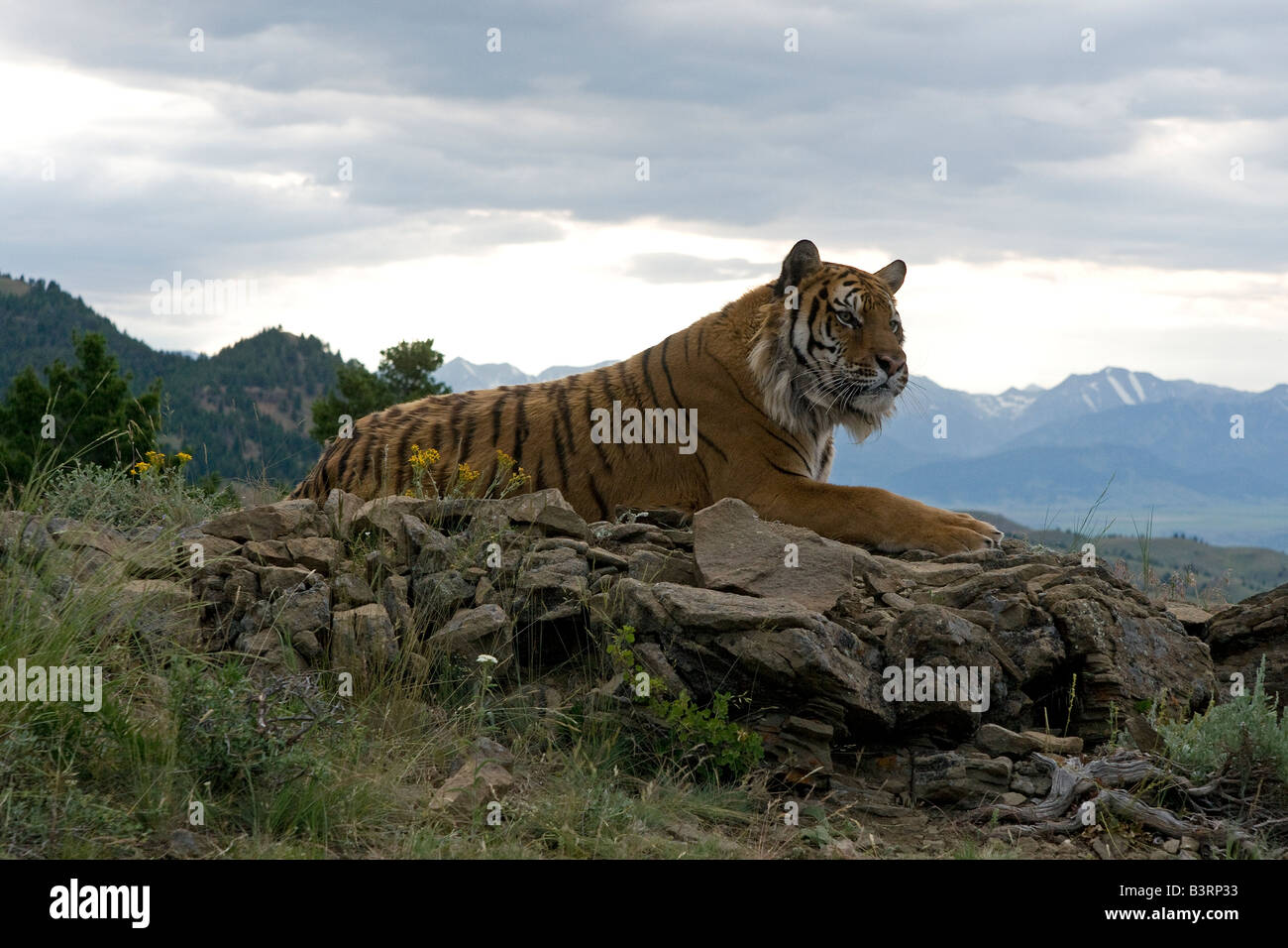 Tigre de Sibérie sur une barre rocheuse. Banque D'Images