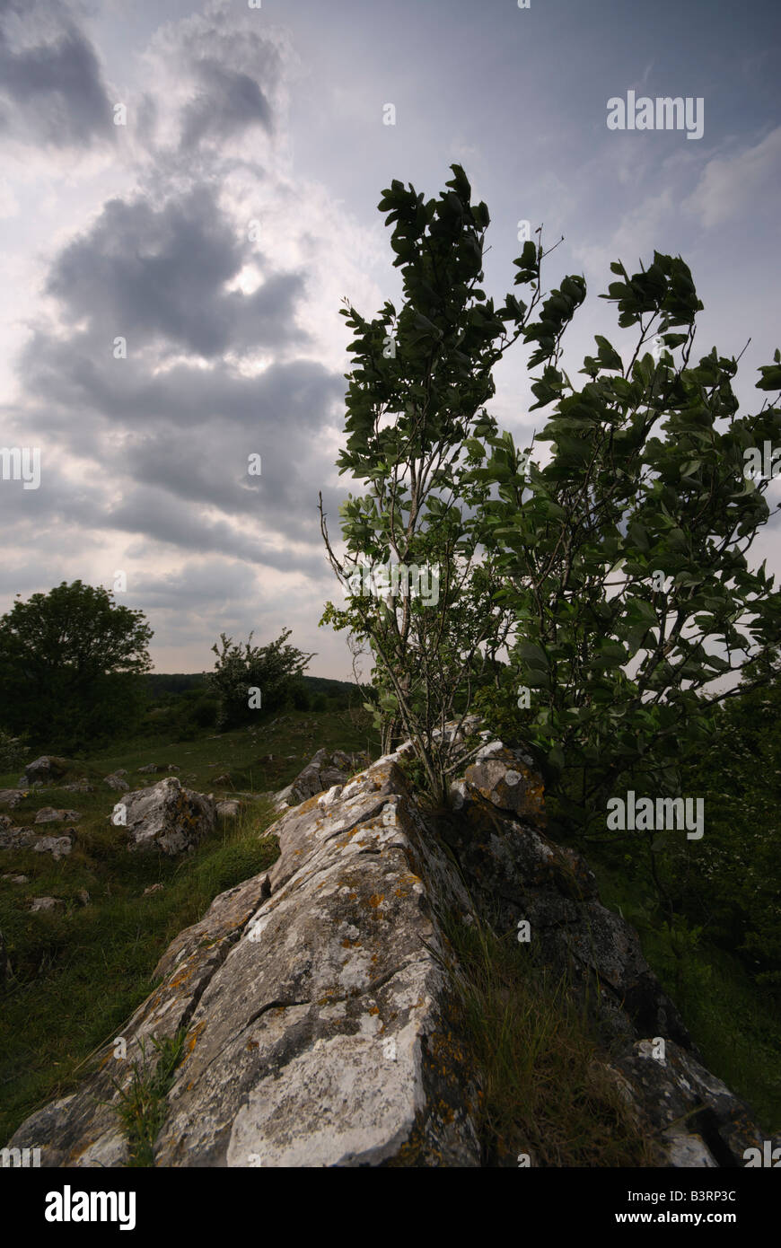 Rock et le petit arbre sur les collines de Mendip Banque D'Images