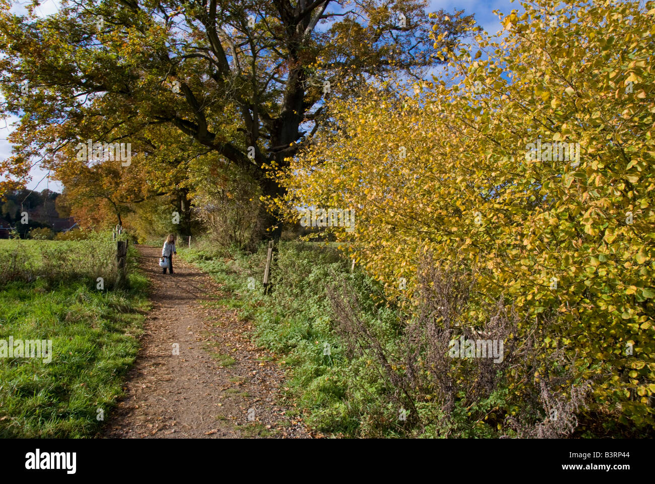 Uk angleterre surrey shere sentier automne Banque D'Images