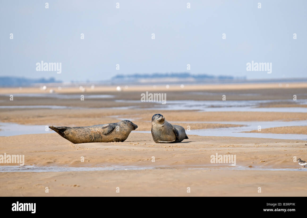 Les Phoques communs (Phoca vitulina :. Point de repos Blakeney Norfolk Banque D'Images