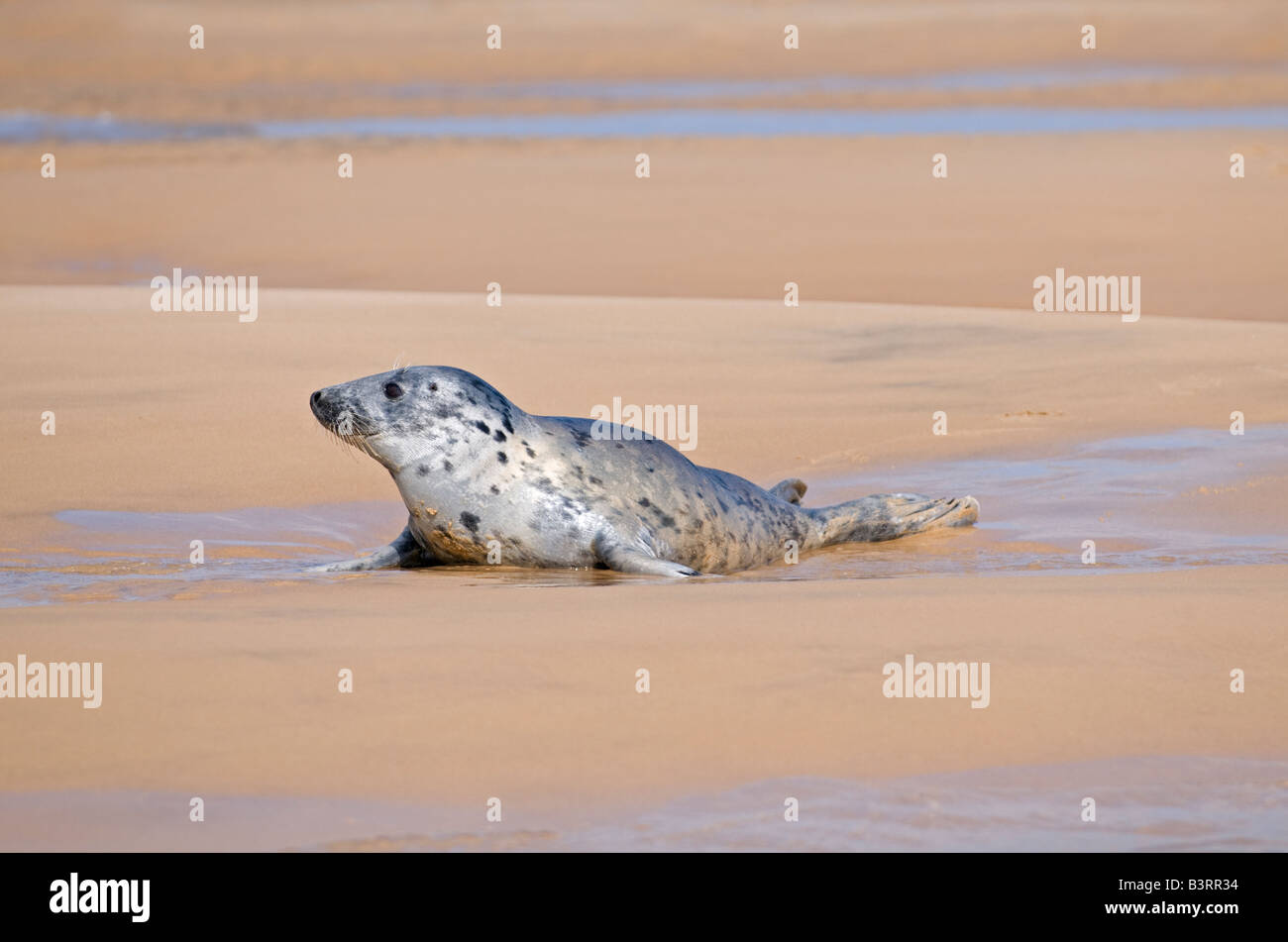 Phoque commun Phoca vitulina Blakeney Point Norfolk Banque D'Images