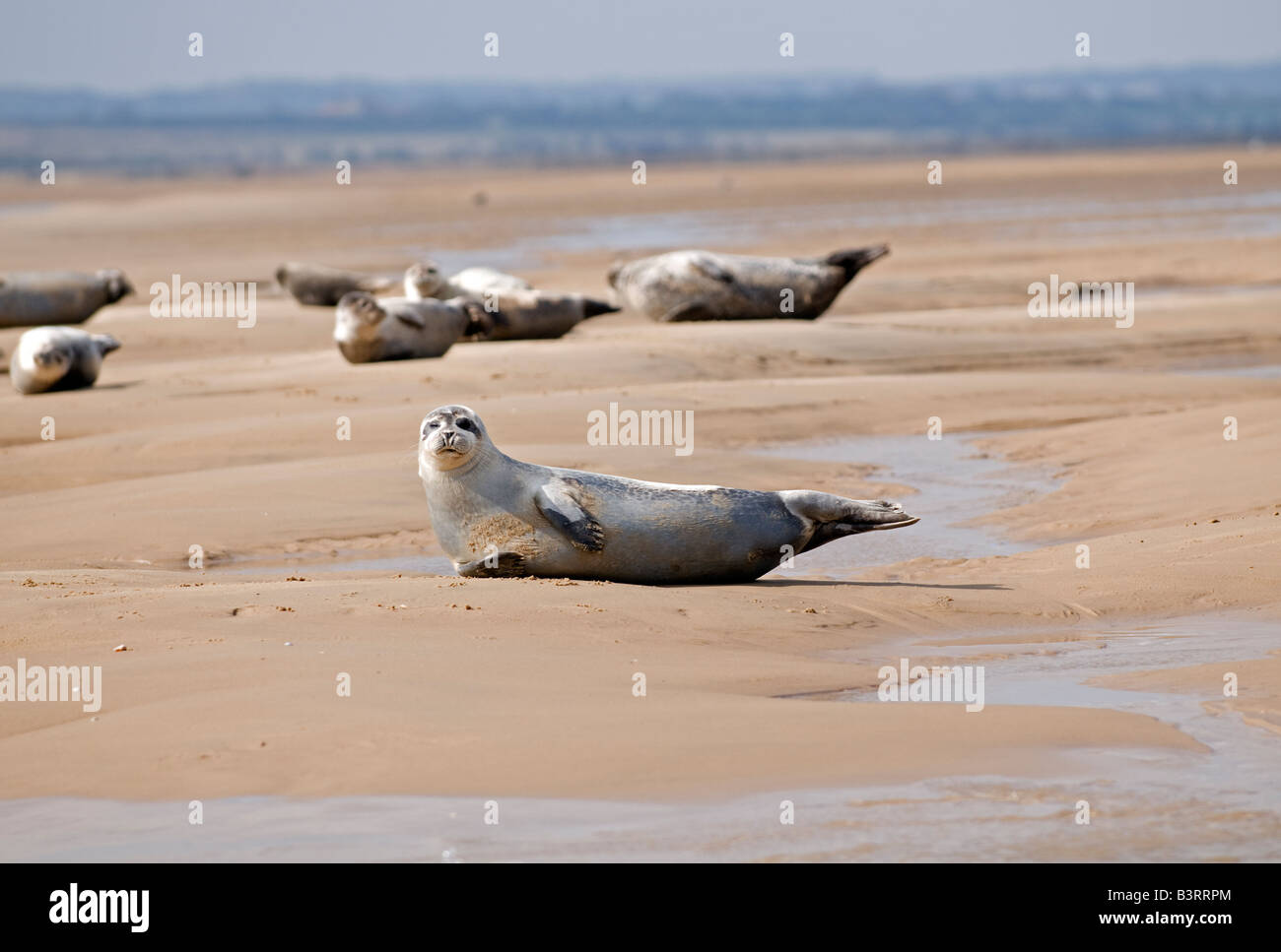 Les phoques communs : Phoca vitulina ; sur la plage. Point Blakeney Angleterre Norfolk Banque D'Images