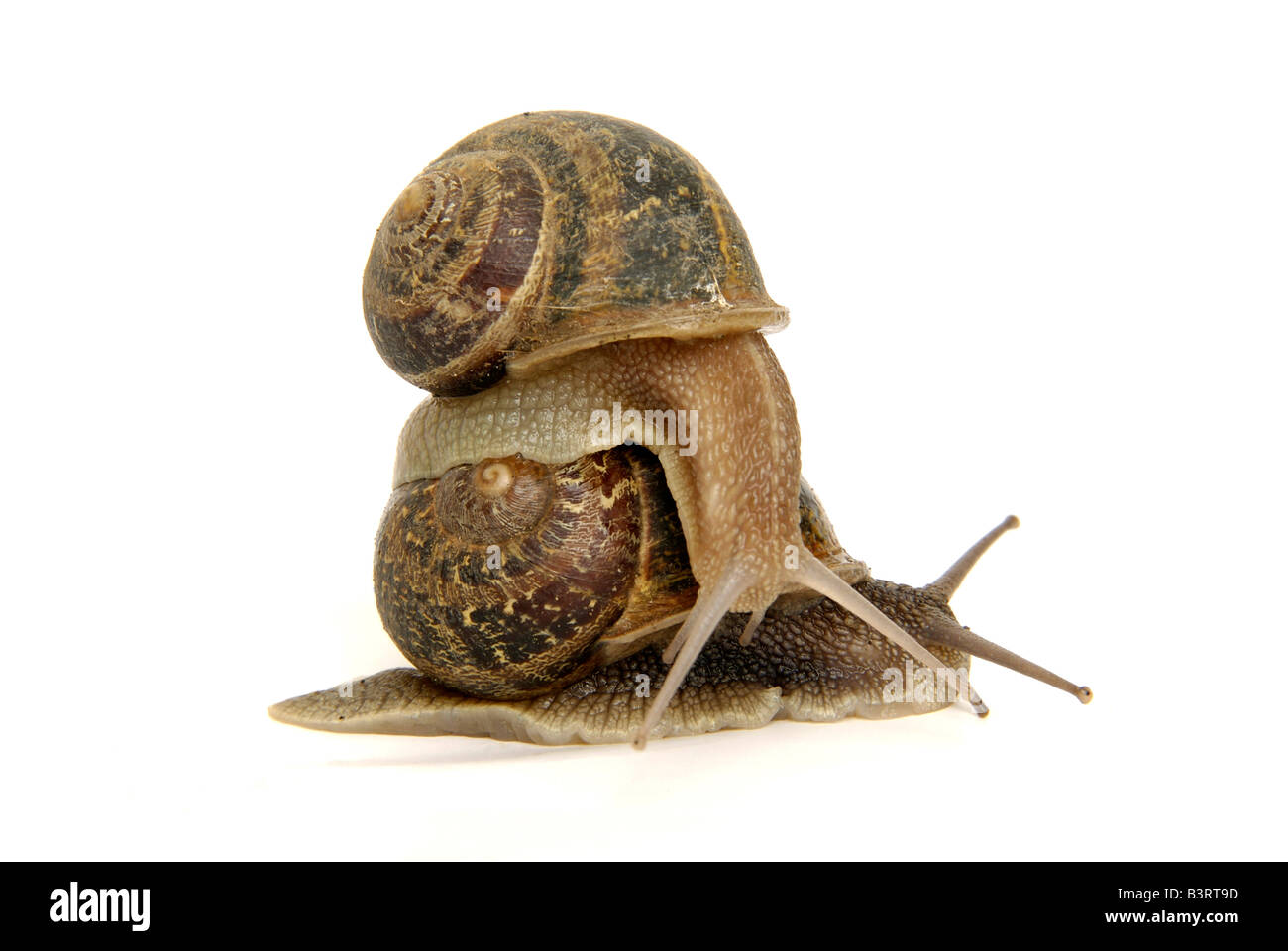 Escargots dans une pose unique mettant en valeur leurs coquilles complexes sur un fond neutre Banque D'Images