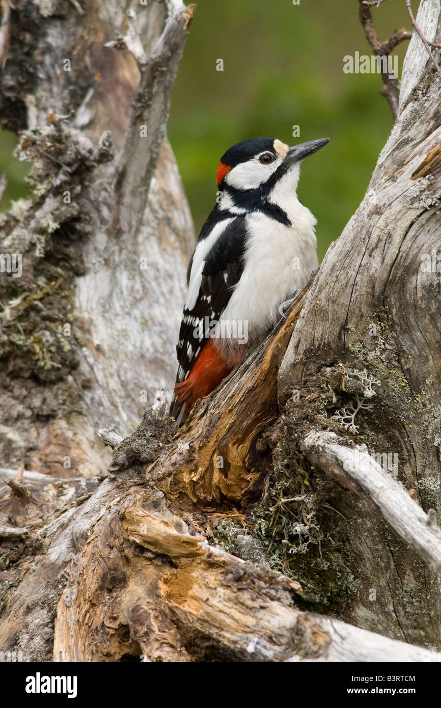 Grand mâle Spotted Wood Pecker (Dendrocopos major), la Finlande. Banque D'Images