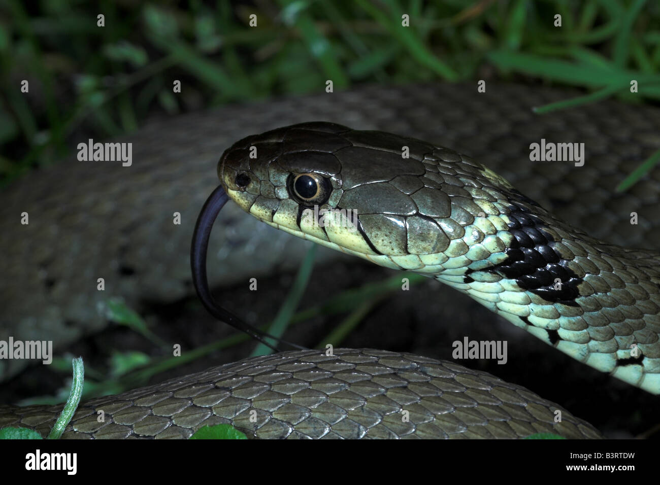 Couleuvre à collier natrix sentir avec la langue. UK Banque D'Images