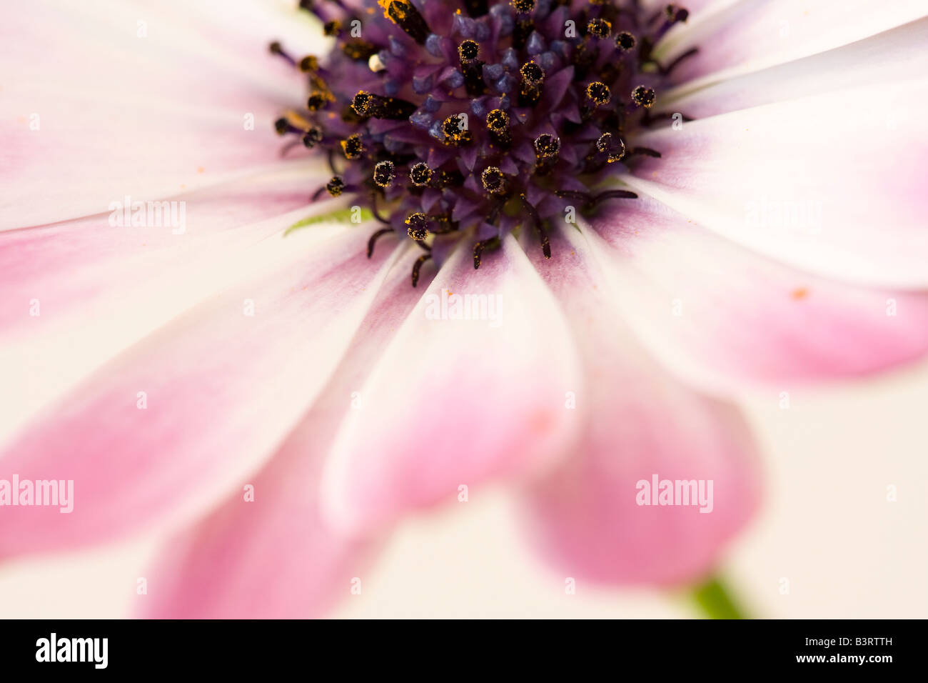 Fleur Osteospermum rose Banque D'Images