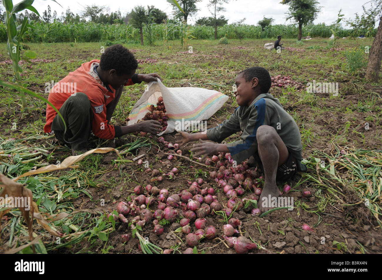 Les ouvriers agricoles agriculteur récolte s Sushreta oinion Sunir récolte dans le sud de l'Éthiopie des Woreda Mareko Banque D'Images