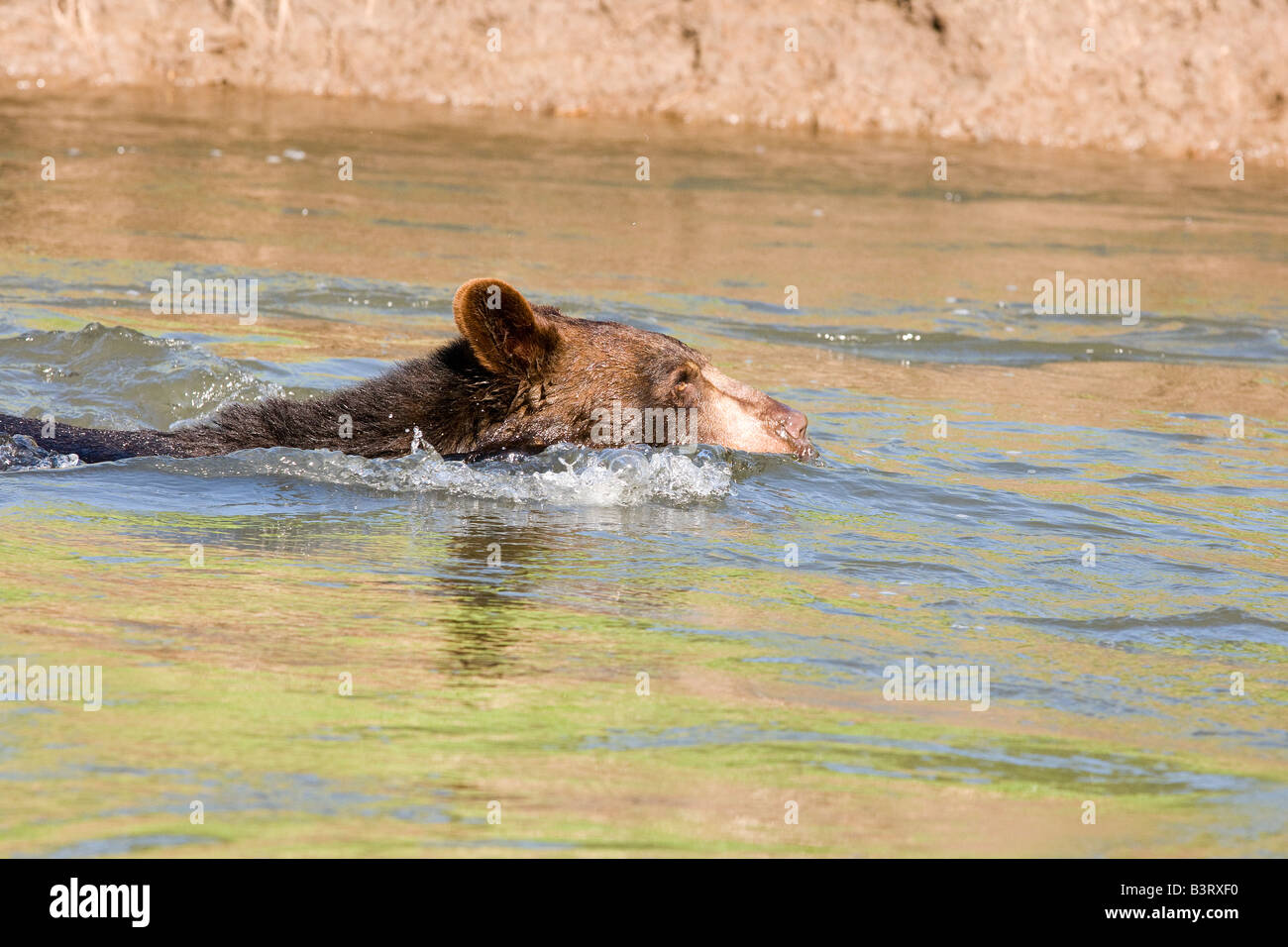 L'ours noir la natation dans un ruisseau Banque D'Images