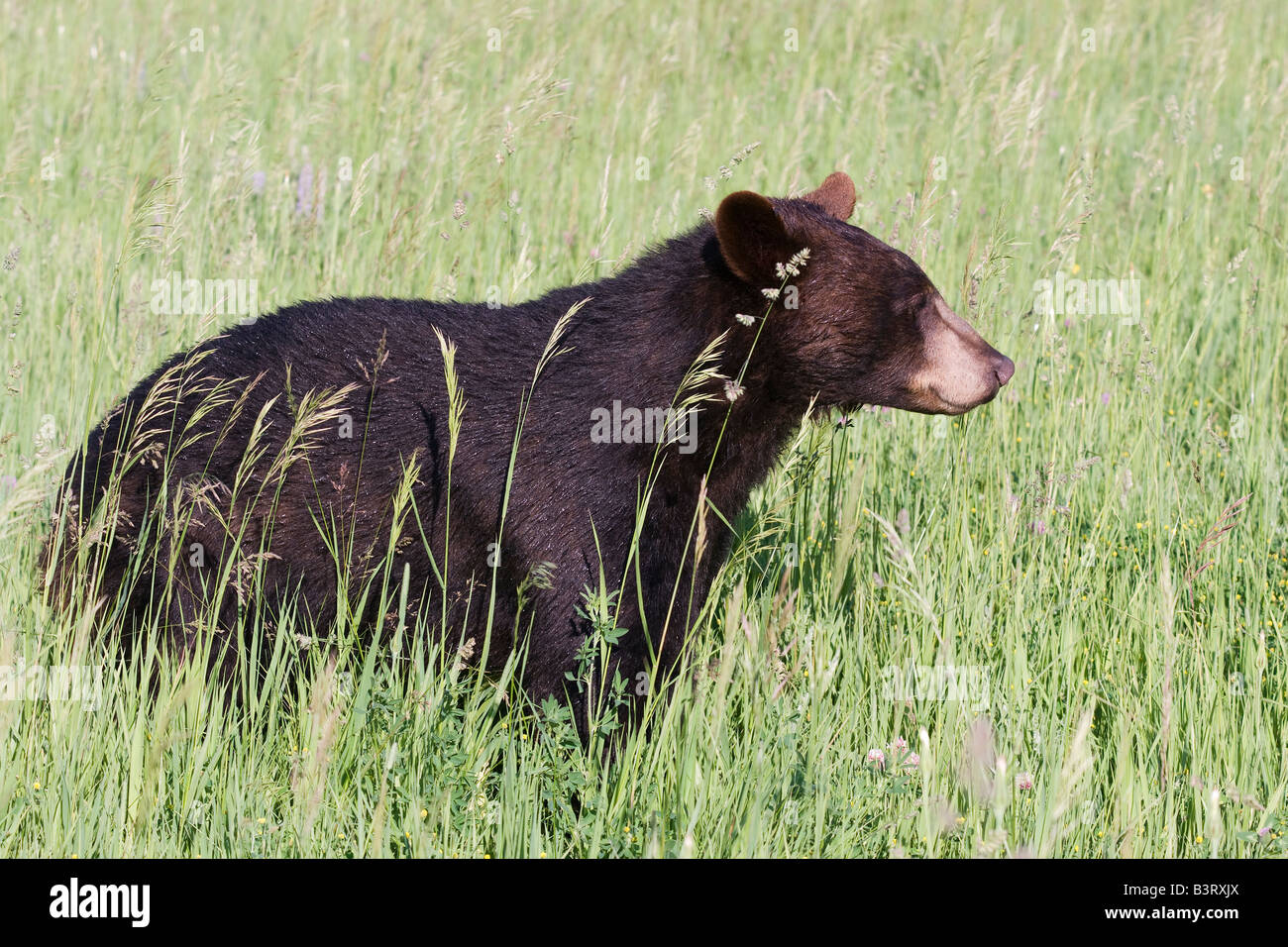 Ours noir dans une prairie de montagne Banque D'Images