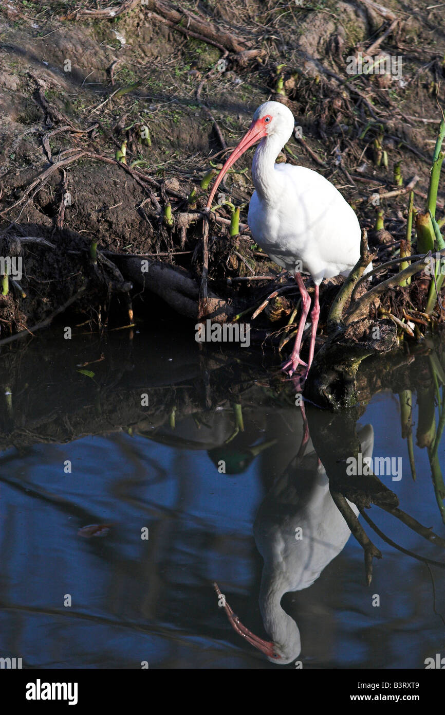 Un Ibis blanc pataugeant dans un bayou dans le sud de la Louisiane. Banque D'Images