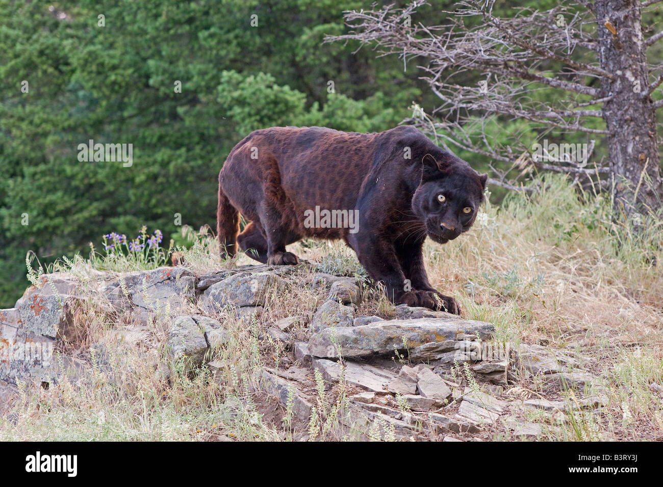 Leopard noir sur une barre rocheuse. Banque D'Images