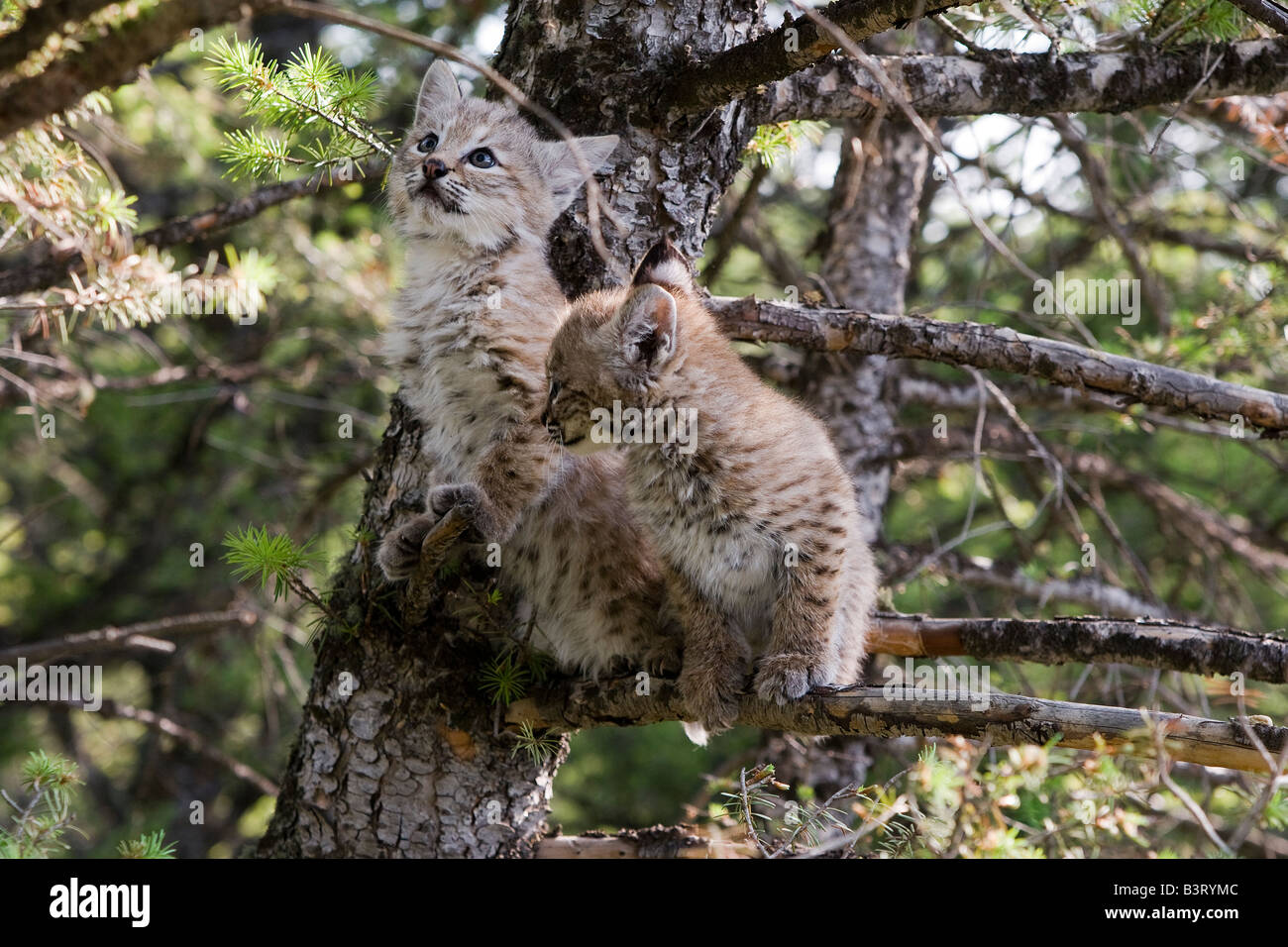 Chatons Bobcat dans un arbre Banque D'Images