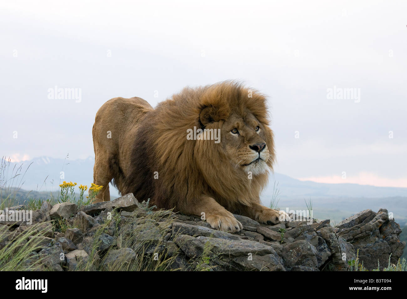 L'African Lion sur une barre rocheuse Banque D'Images