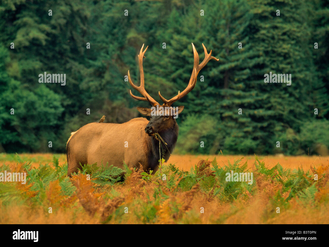 Roosevelt Bull Elk le pâturage dans le pré. Banque D'Images